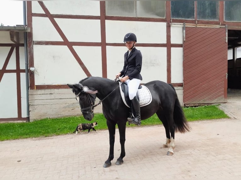 Welsh D (Cob) Mare 7 years 14,1 hh Black in Morschen