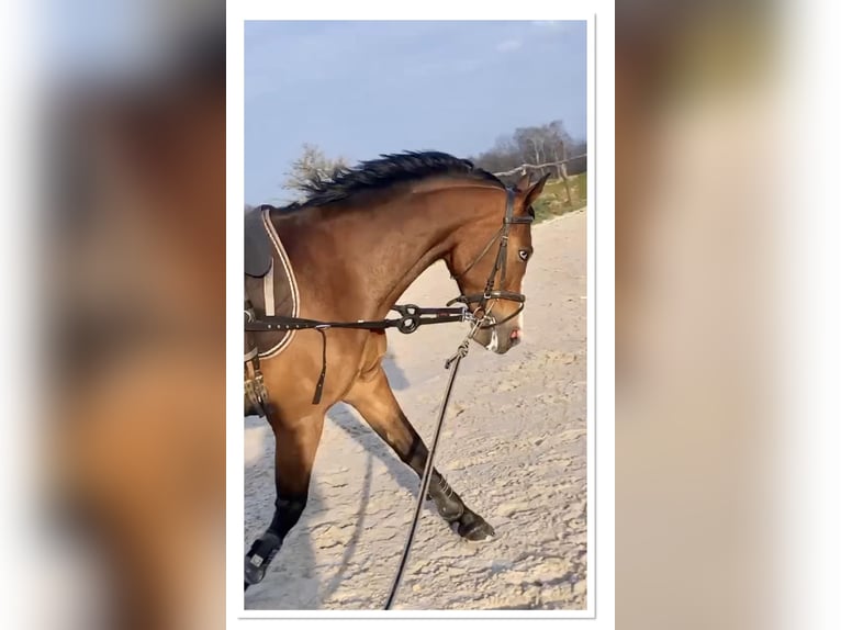 Welsh D (Cob) Mare 7 years 14,1 hh Brown in Trooz