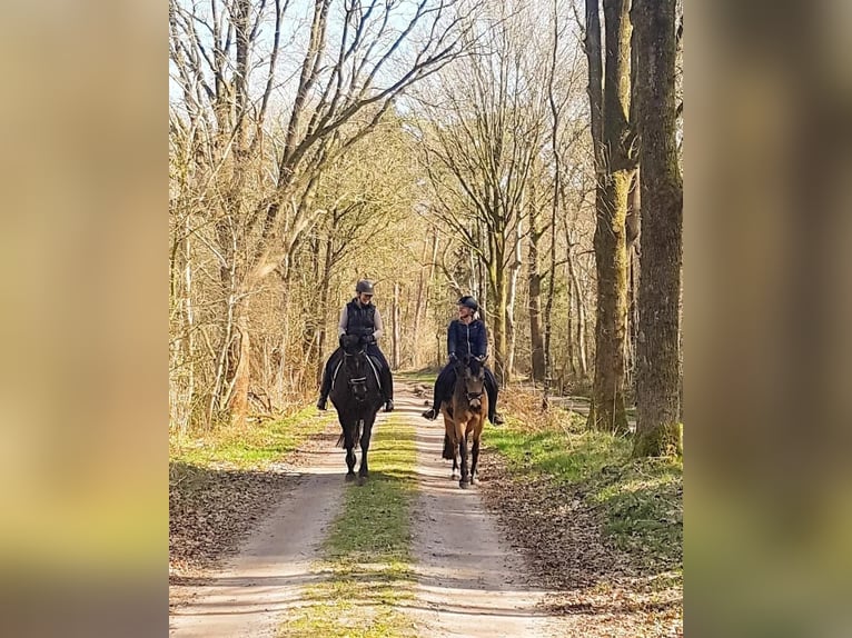 Welsh D (Cob) Mare 7 years 14,1 hh Buckskin in Dwingeloo