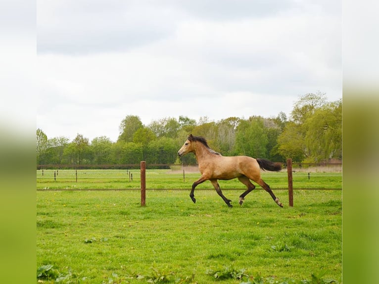 Welsh D (Cob) Mare 7 years 14,1 hh Buckskin in Dwingeloo