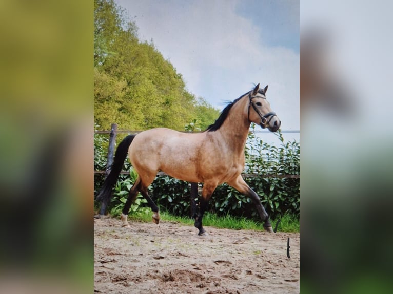 Welsh D (Cob) Mare 7 years 14,1 hh Buckskin in Dwingeloo