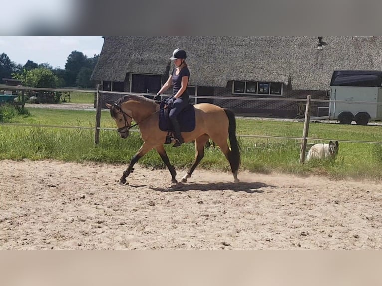 Welsh D (Cob) Mare 7 years 14,1 hh Buckskin in Dwingeloo