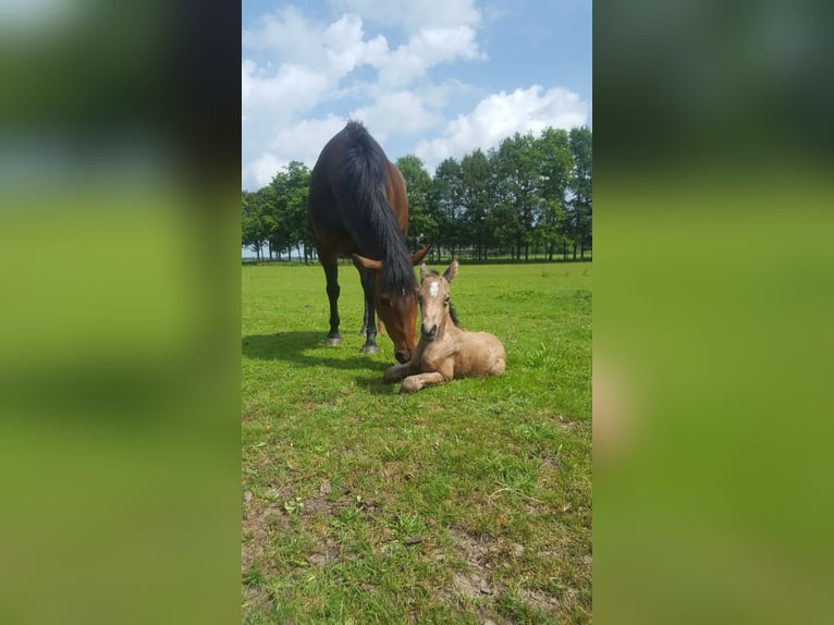 Welsh D (Cob) Mare 7 years 14,1 hh Buckskin in Dwingeloo