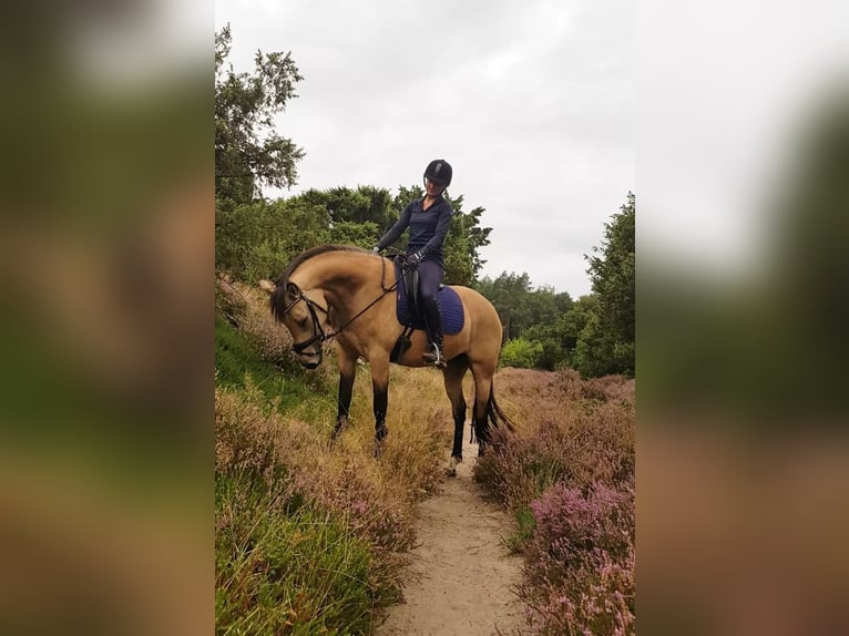 Welsh D (Cob) Mare 7 years 14,1 hh Buckskin in Dwingeloo