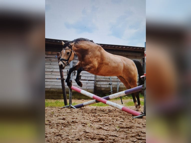 Welsh D (Cob) Mare 7 years 14,1 hh Buckskin in Dwingeloo