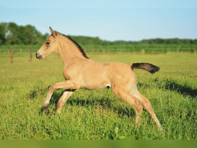 Welsh D (Cob) Mare 7 years 14,1 hh Buckskin in Dwingeloo