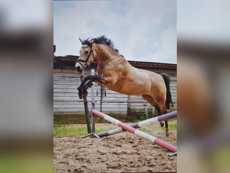 Welsh D (Cob) Mare 7 years 14,1 hh Buckskin in Dwingeloo