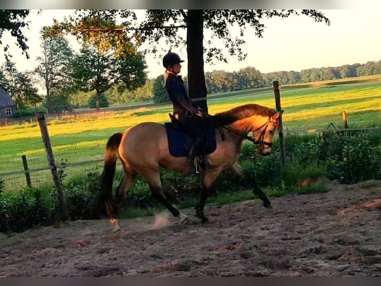 Welsh D (Cob) Mare 7 years 14,1 hh Buckskin in Dwingeloo