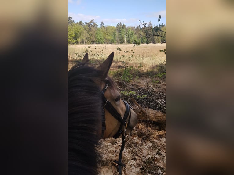 Welsh D (Cob) Mare 7 years 14,1 hh Buckskin in Dwingeloo