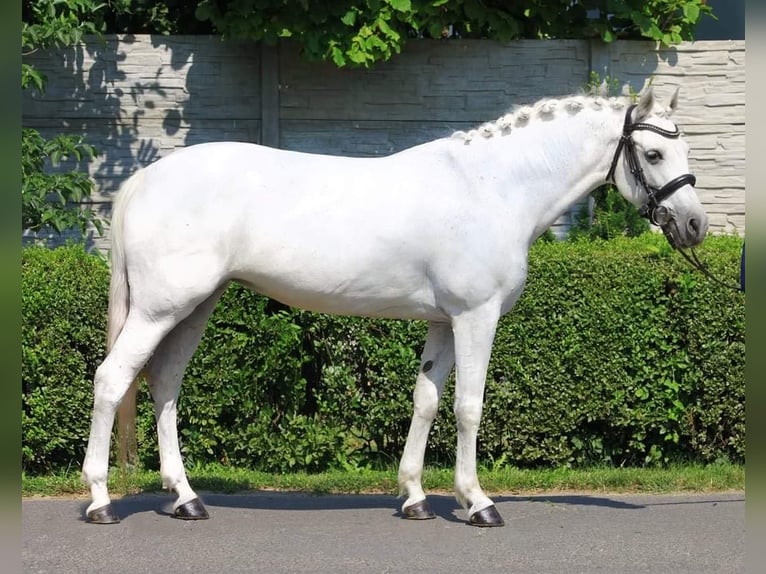 Welsh D (Cob) Mare 7 years 14,1 hh White in Budapest