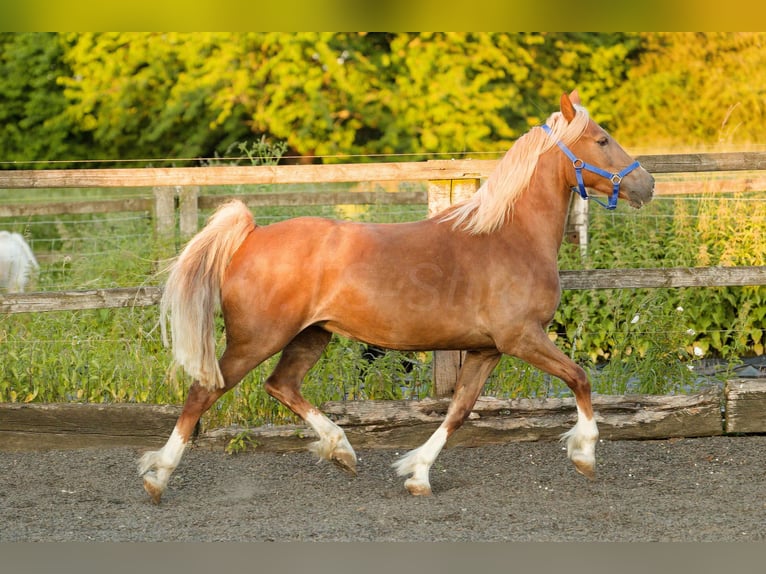 Welsh D (Cob) Mare 7 years 14,2 hh Chestnut-Red in Meerbusch