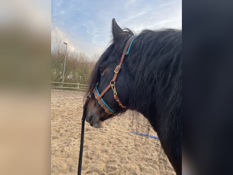 Welsh D (Cob) Mare 7 years 14,3 hh in Glüsing