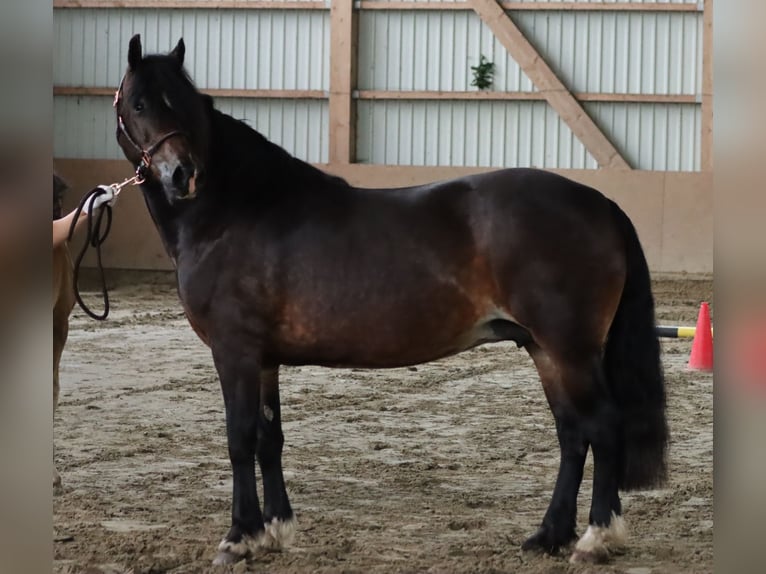 Welsh D (Cob) Mare 7 years 14,3 hh in Glüsing