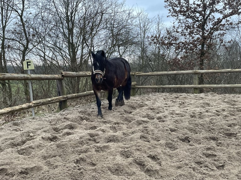 Welsh D (Cob) Mare 7 years 14,3 hh in Glüsing