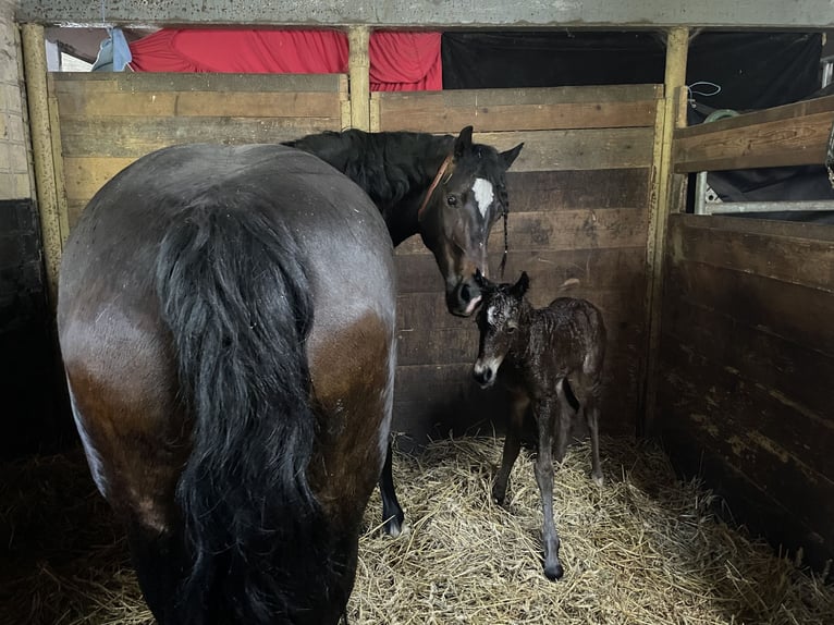 Welsh D (Cob) Mare 7 years 14,3 hh in Glüsing