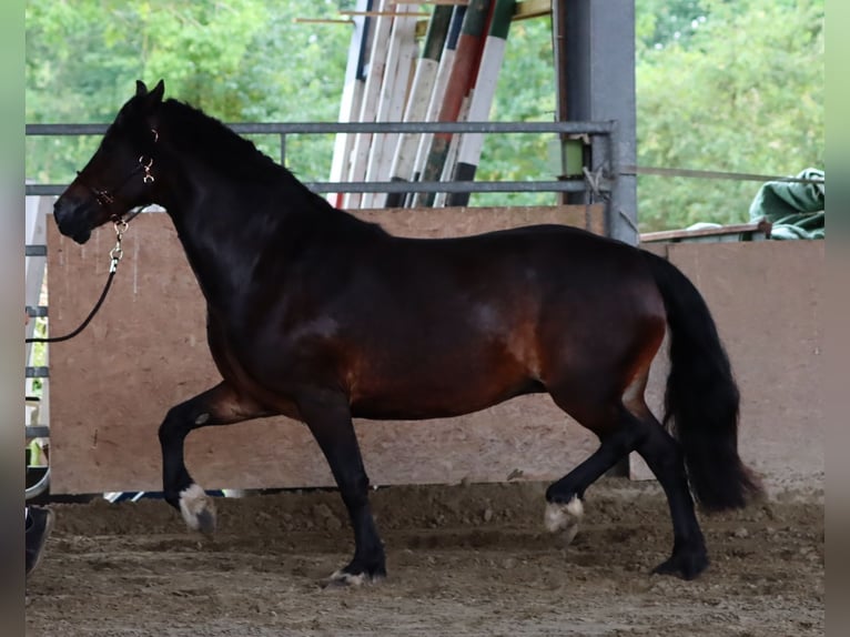 Welsh D (Cob) Mare 7 years 14,3 hh in Glüsing