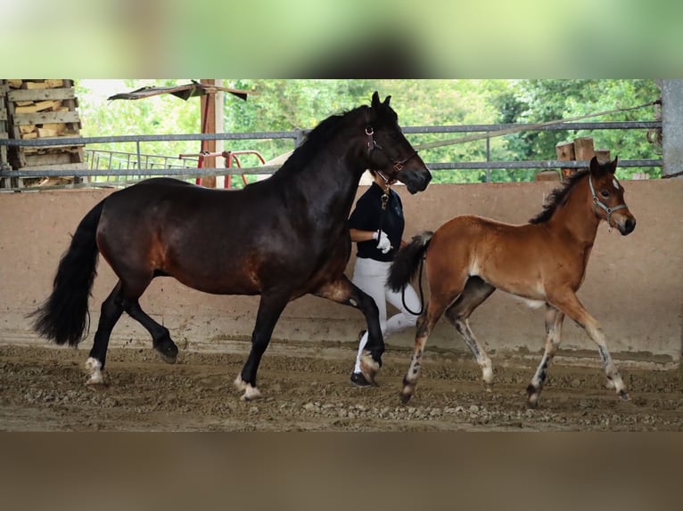 Welsh D (Cob) Mare 7 years 14,3 hh in Glüsing