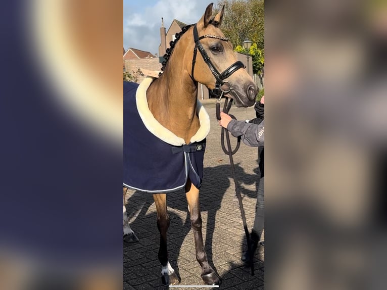 Welsh D (Cob) Mare 7 years 14 hh Dun in Groot-Ammers