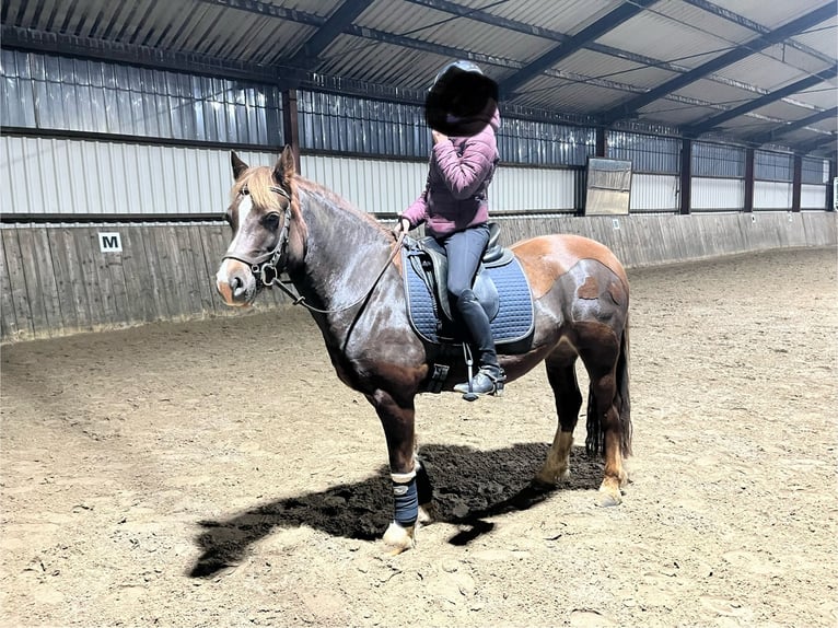 Welsh D (Cob) Mare 7 years Chestnut in Kiel