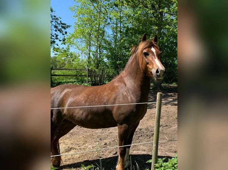 Welsh D (Cob) Mare 7 years Chestnut in Kiel