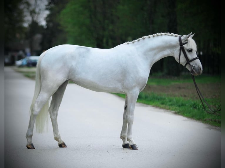 Welsh D (Cob) Mare 8 years 13,3 hh Gray in Deil