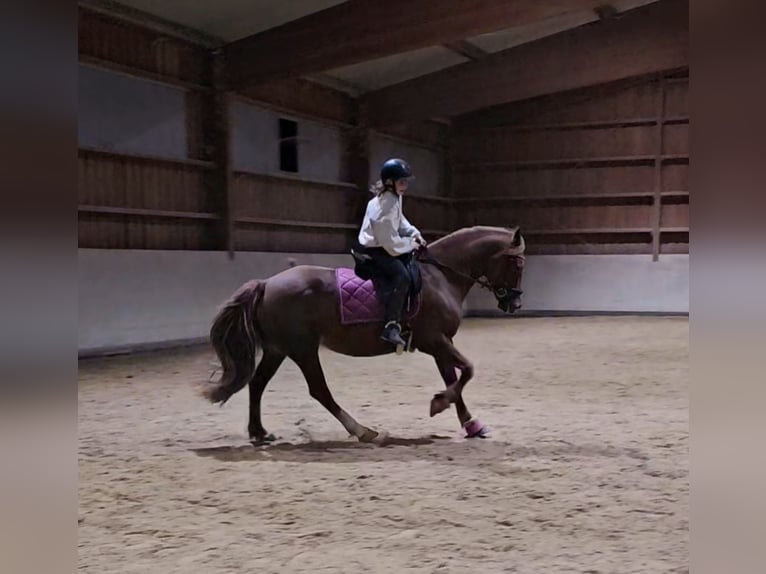 Welsh D (Cob) Mare 8 years 15 hh Chestnut-Red in Mörlenbach