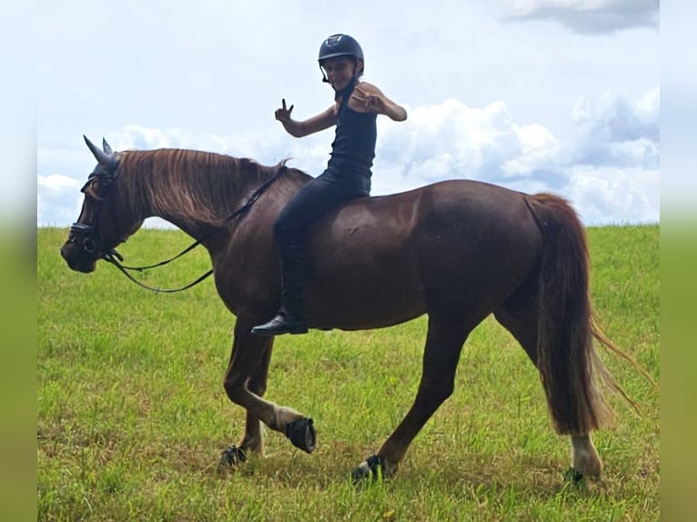 Welsh D (Cob) Mare 8 years 15 hh Chestnut-Red in Mörlenbach