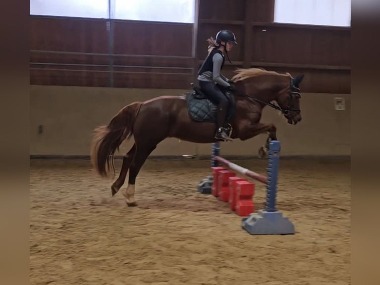 Welsh D (Cob) Mare 8 years 15 hh Chestnut-Red in Mörlenbach