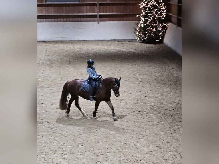 Welsh D (Cob) Mare 8 years 15 hh Chestnut-Red in Mörlenbach