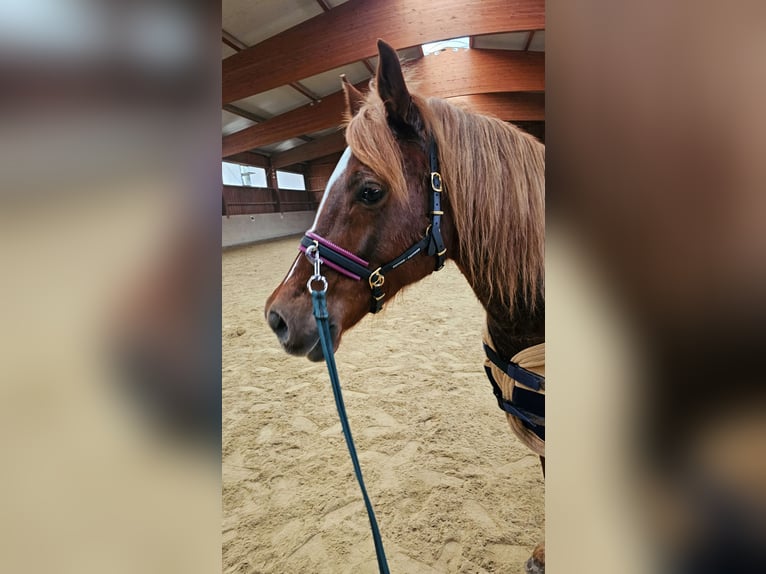 Welsh D (Cob) Mare 8 years 15 hh Chestnut-Red in Mörlenbach