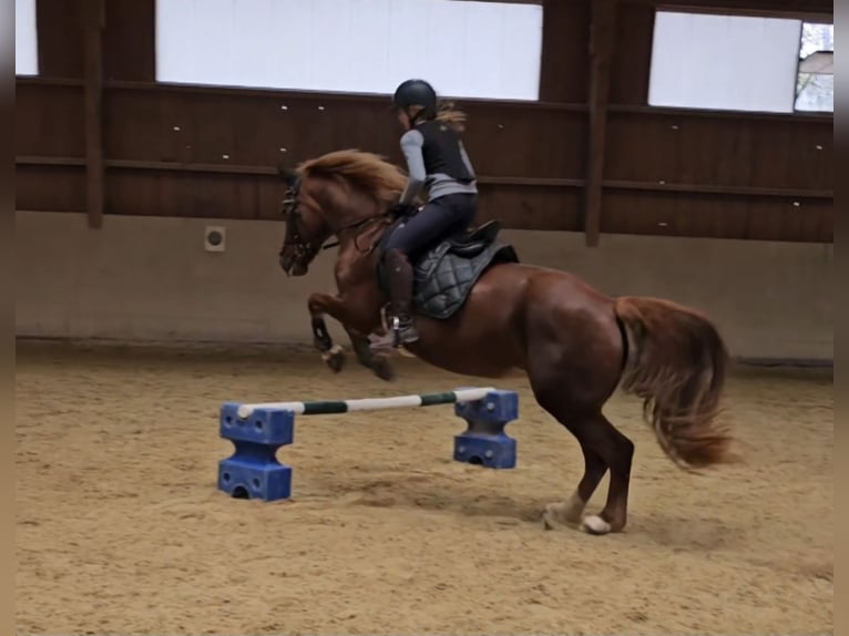 Welsh D (Cob) Mare 8 years 15 hh Chestnut-Red in Mörlenbach