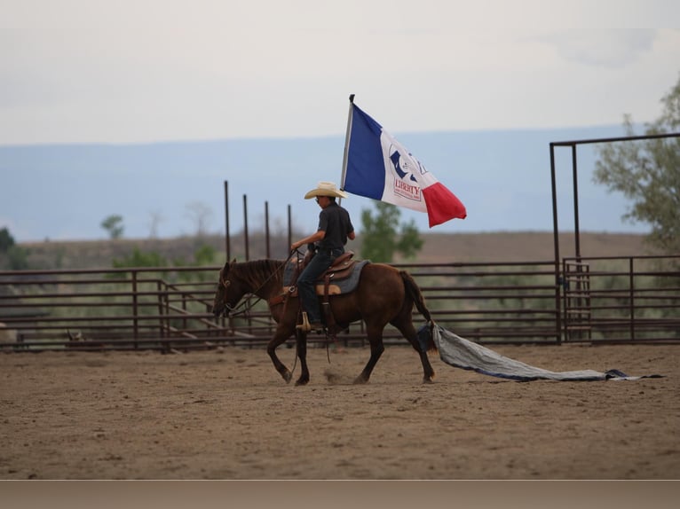 Welsh D (Cob) Mix Mare 9 years 12,3 hh Palomino in Montrose