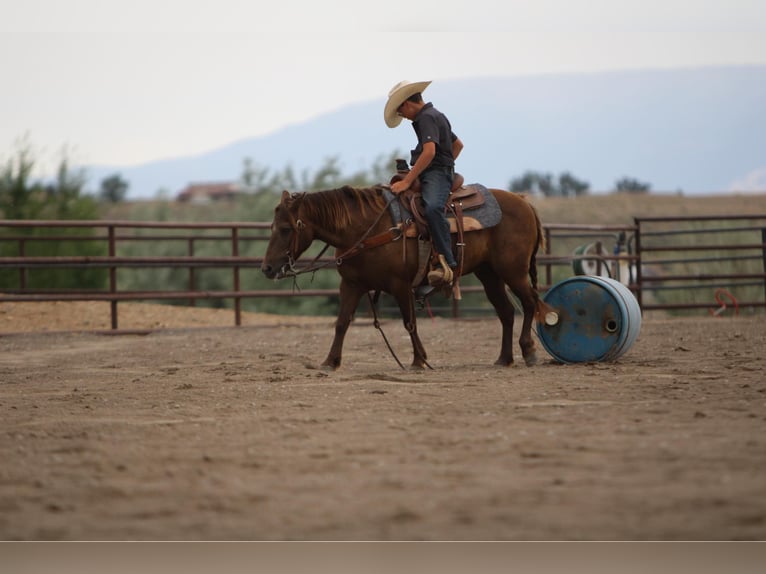 Welsh D (Cob) Mix Mare 9 years 12,3 hh Palomino in Montrose