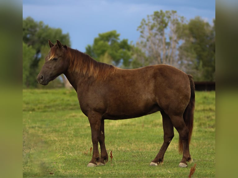 Welsh D (Cob) Mix Mare 9 years 12,3 hh Palomino in Montrose