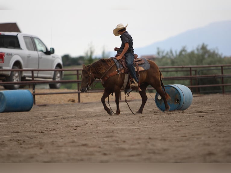 Welsh D (Cob) Mix Mare 9 years 12,3 hh Palomino in Montrose