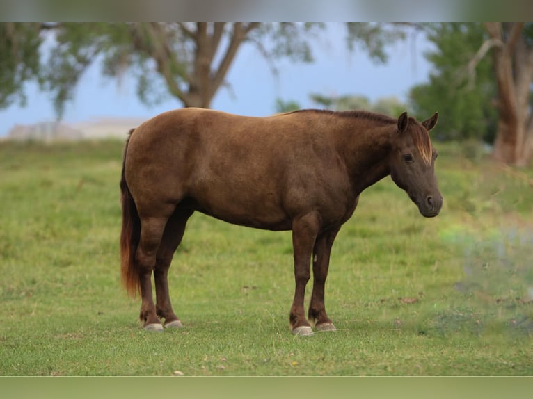 Welsh D (Cob) Mix Mare 9 years 12,3 hh Palomino in Montrose