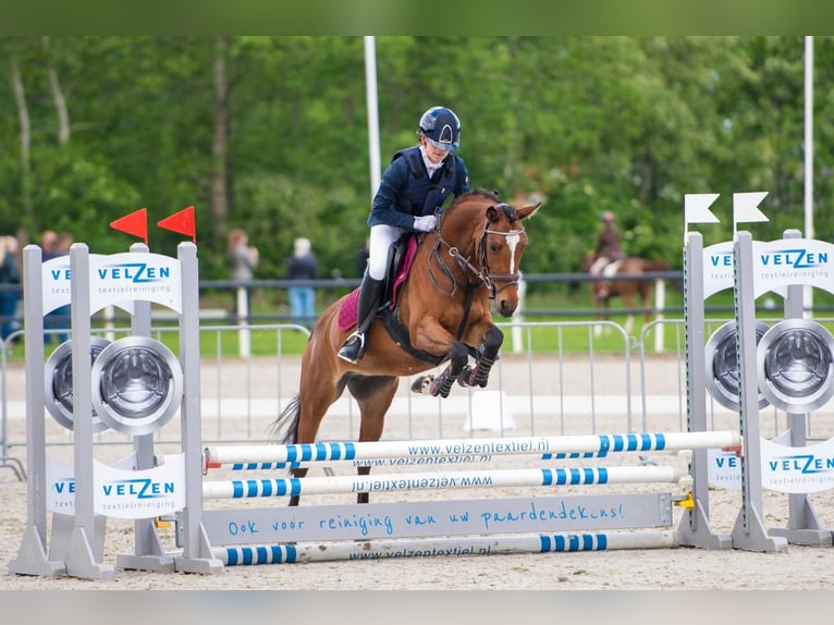 Welsh D (Cob) Mare 9 years 14,1 hh Brown in Stavoren