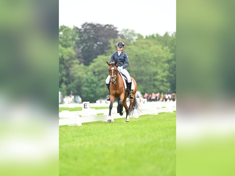 Welsh D (Cob) Mare 9 years 14,1 hh Brown in Stavoren