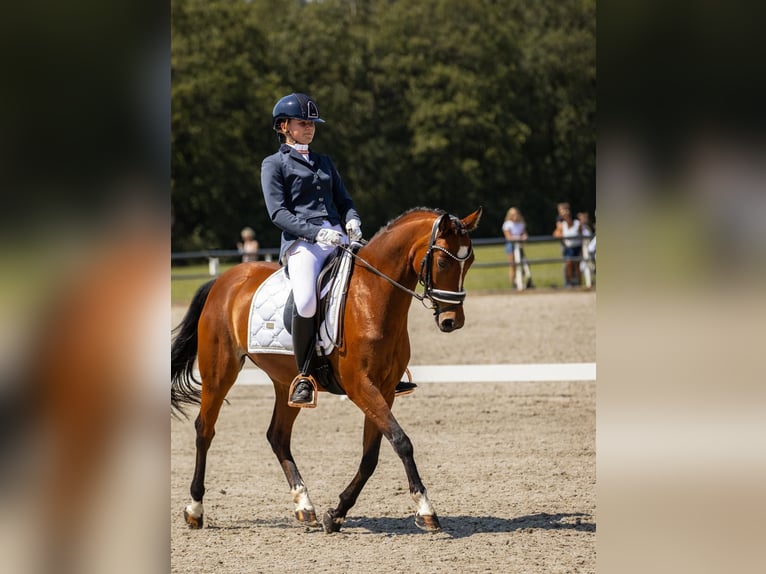 Welsh D (Cob) Mare 9 years 14,1 hh Brown in Stavoren