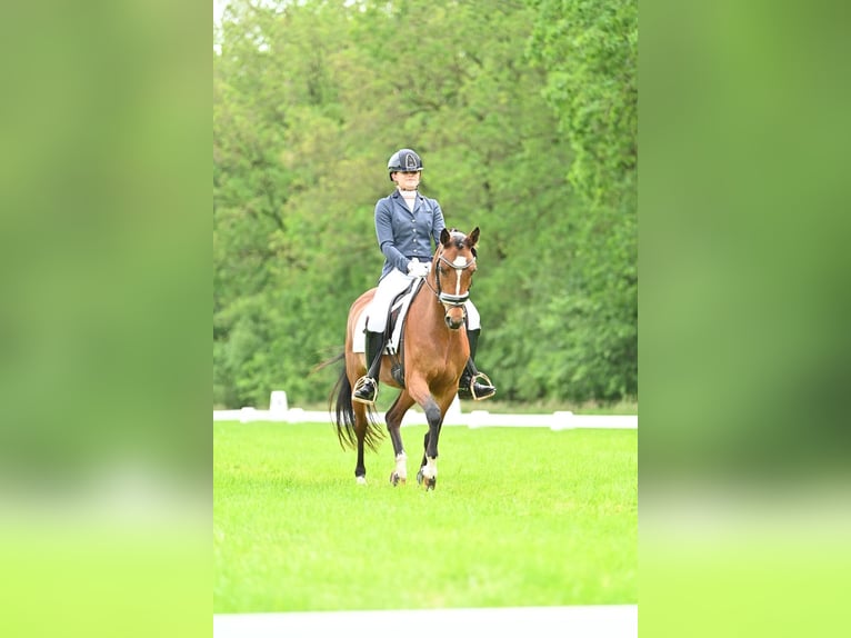 Welsh D (Cob) Mare 9 years 14,1 hh Brown in Stavoren