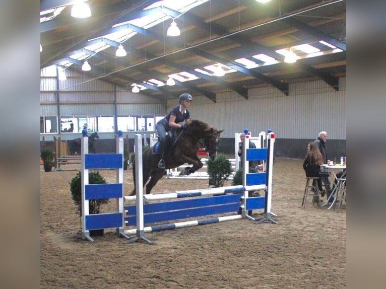 Welsh D (Cob) Mare 9 years 14 hh Chestnut in Pijnacker