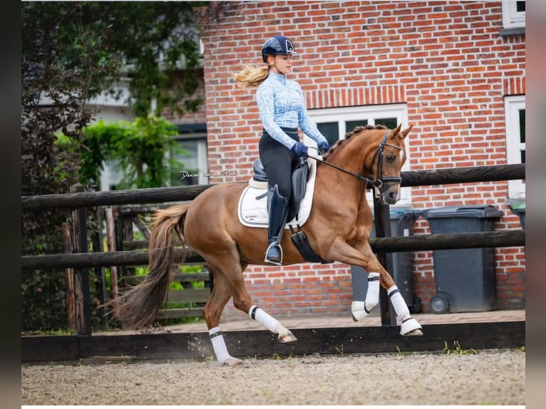 Welsh D (Cob) Mare 9 years 14 hh Chestnut in Pijnacker