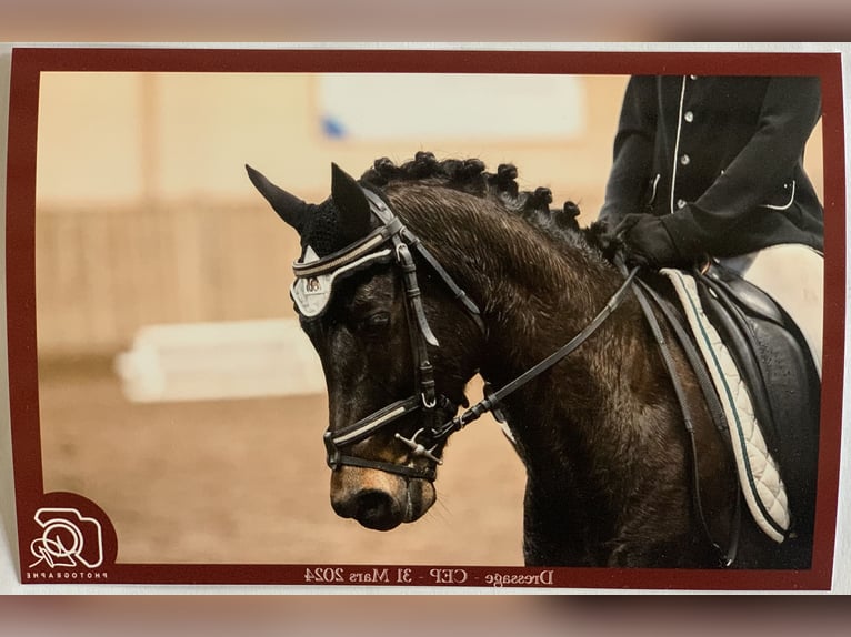 Welsh D (Cob) Mare 9 years 14 hh Smoky-Black in Haussez