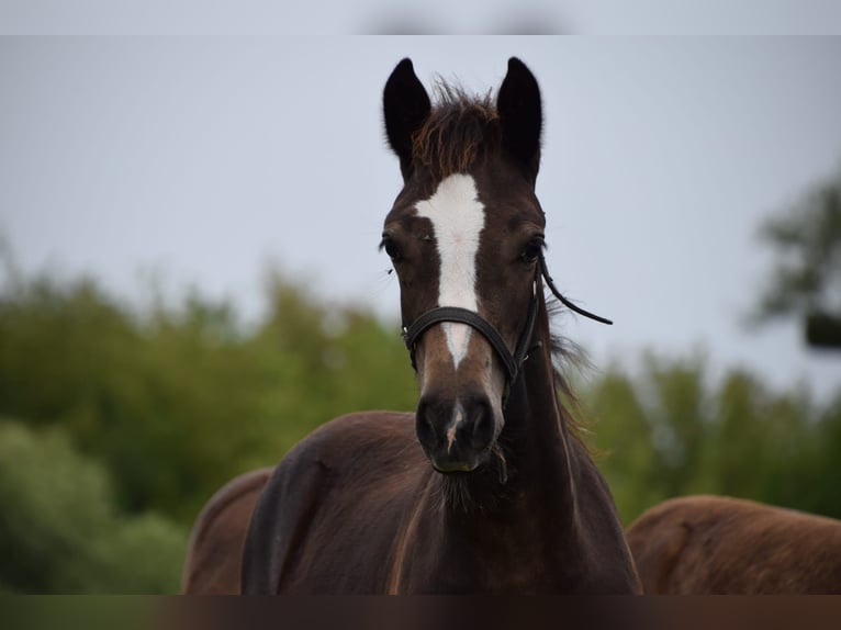 Welsh D (Cob) Mare Foal (04/2024) in Wustermark