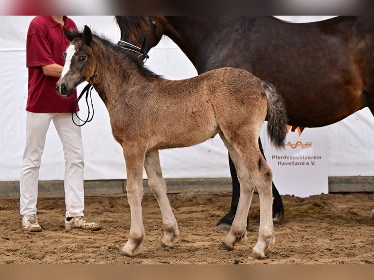 Welsh D (Cob) Mare Foal (04/2024) in Wustermark