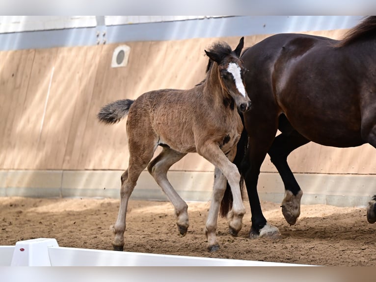 Welsh D (Cob) Mare Foal (04/2024) in Wustermark