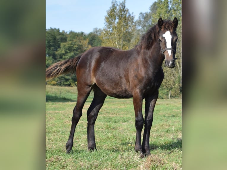 Welsh D (Cob) Mare Foal (04/2024) in Wustermark