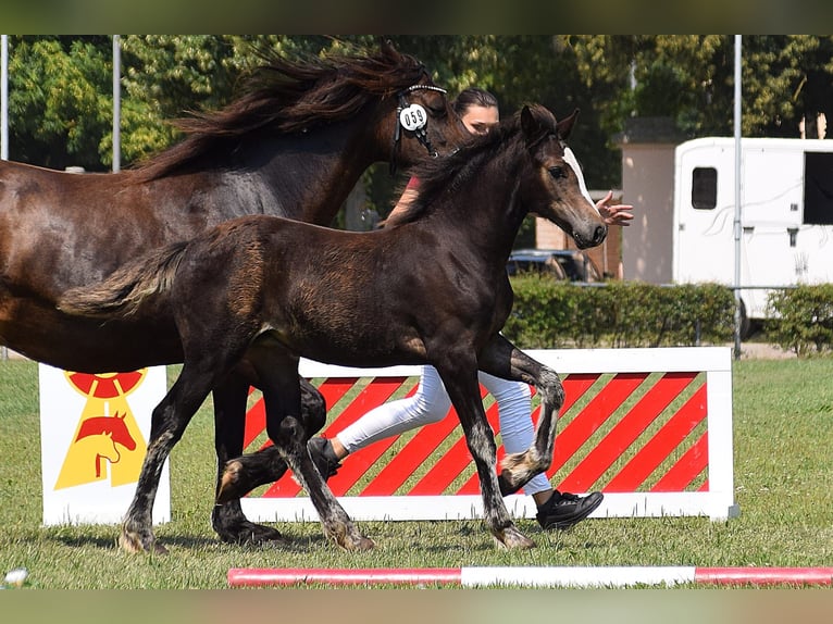 Welsh D (Cob) Mare Foal (04/2024) in Wustermark