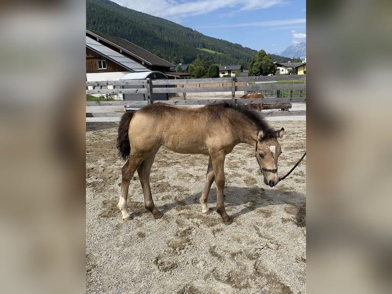 Welsh D (Cob) Mare Foal (05/2024) in Eben im Pongau