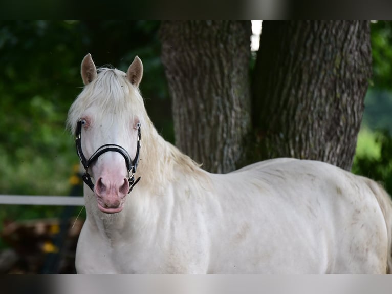 Welsh D (Cob) Stallion 13 years 15 hh Cremello in Großenrade